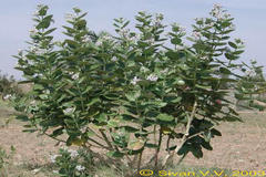 Calotropis gigantea